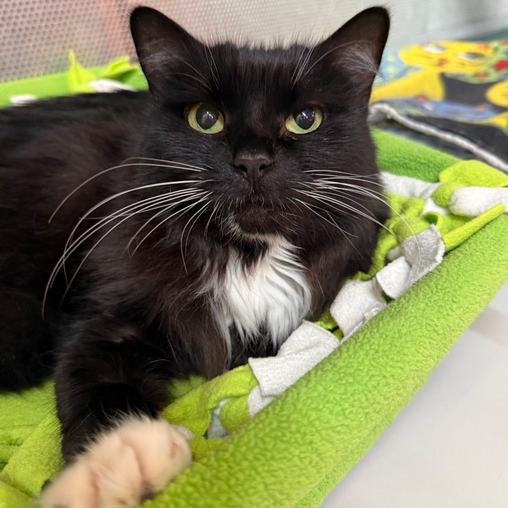 Enlarge Tuxie, a Adoptable Domestic Long Hair in Sarasota, FL image 4/5