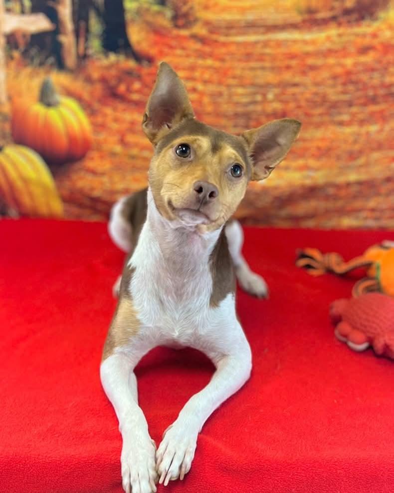 Rico, a Adoptable Chihuahua in New York, NY image 1/4