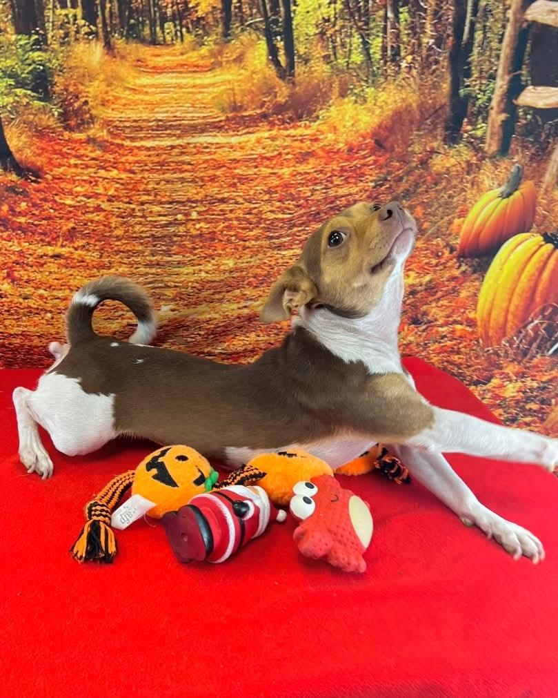 Rico, a Adoptable Chihuahua in New York, NY image 2/4