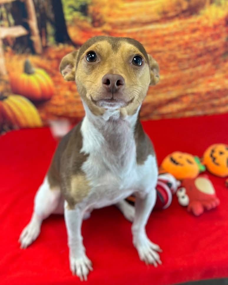 Rico, a Adoptable Chihuahua in New York, NY image 3/4