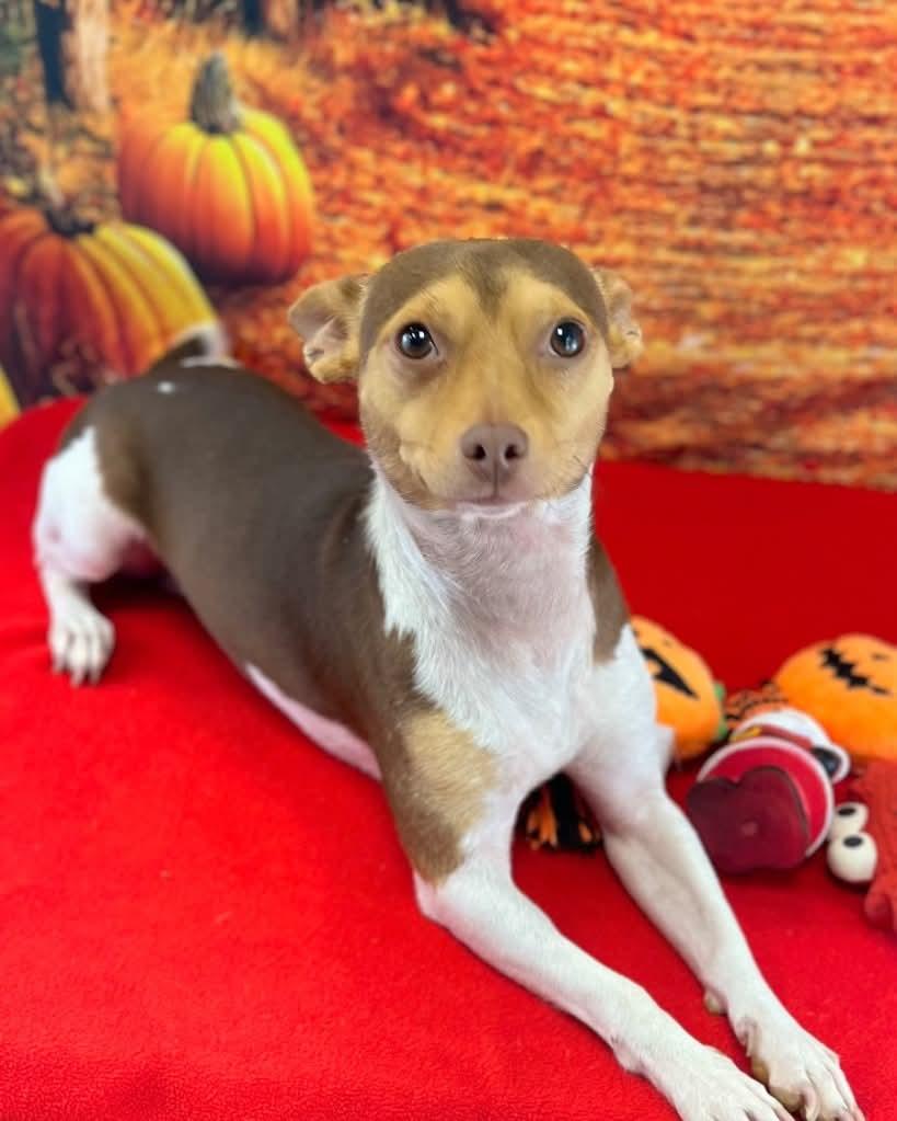 Rico, a Adoptable Chihuahua in New York, NY image 4/4