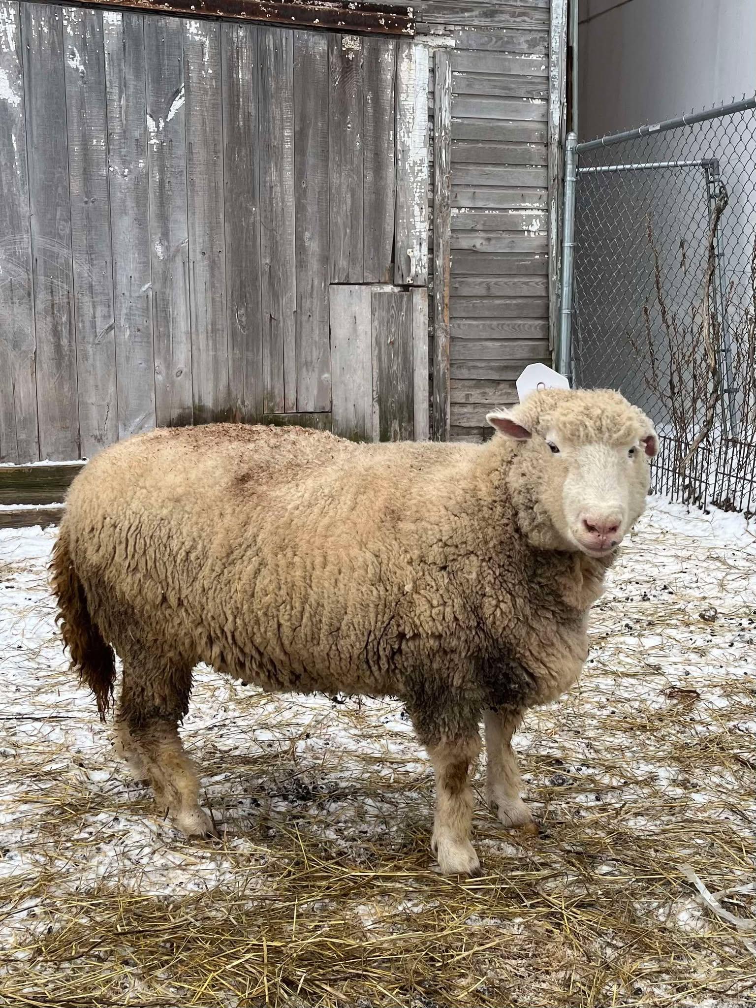 Enlarge Ester, a Adoptable Sheep in Upper Sandusky, OH image 1/1