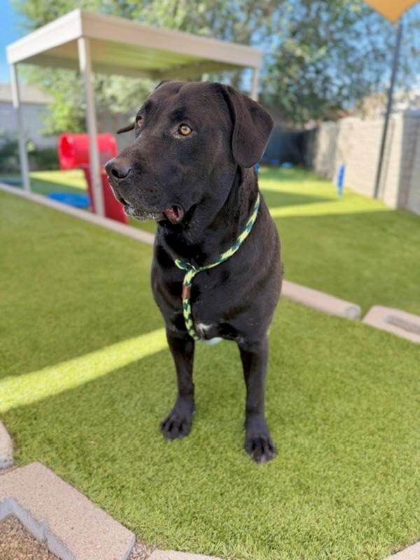 *Zuzu*, Adoptable, Adult Male Labrador Retriever.