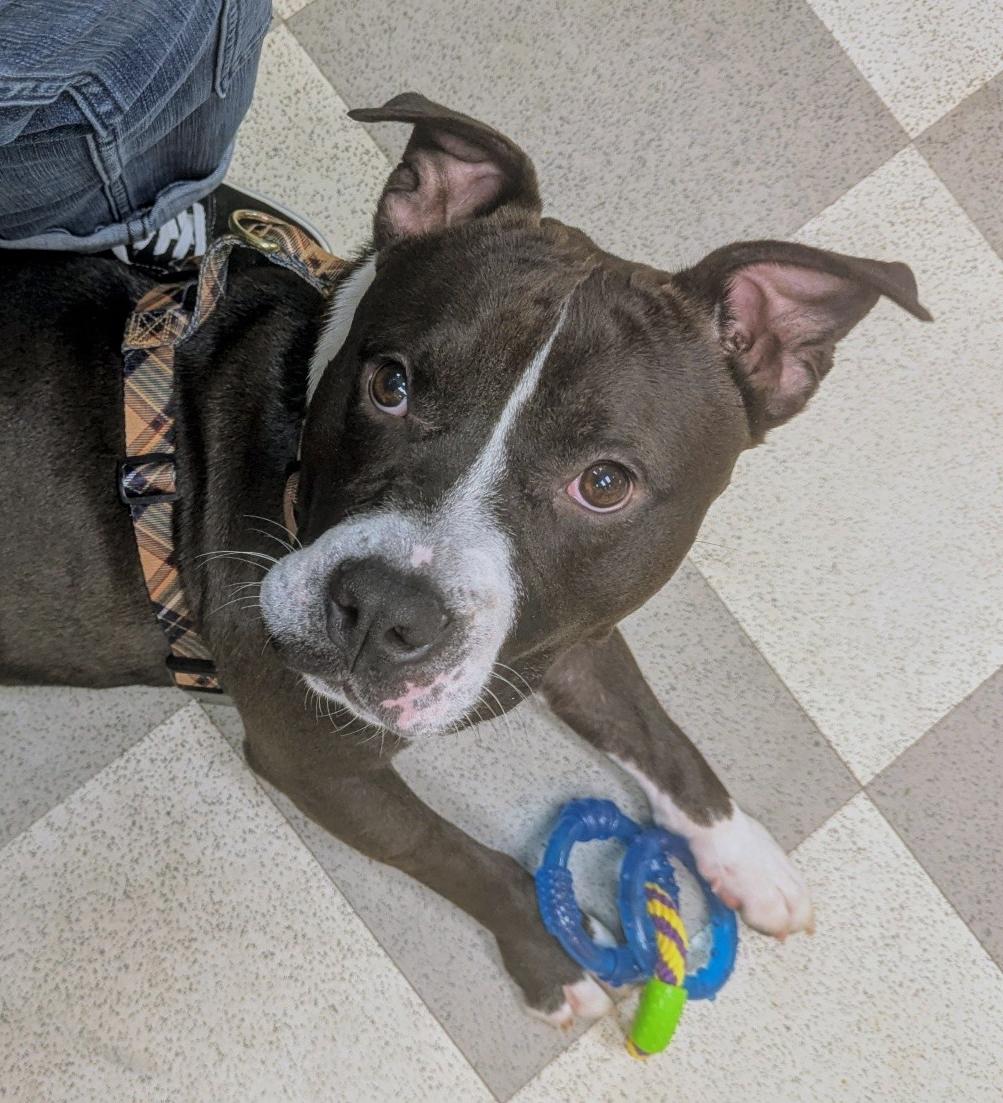 Vespa, adoptable, Adult Male Mixed Breed.