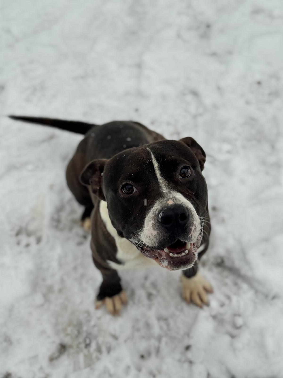 Vespa, ADOPTABLE, Adult Male Mixed Breed.