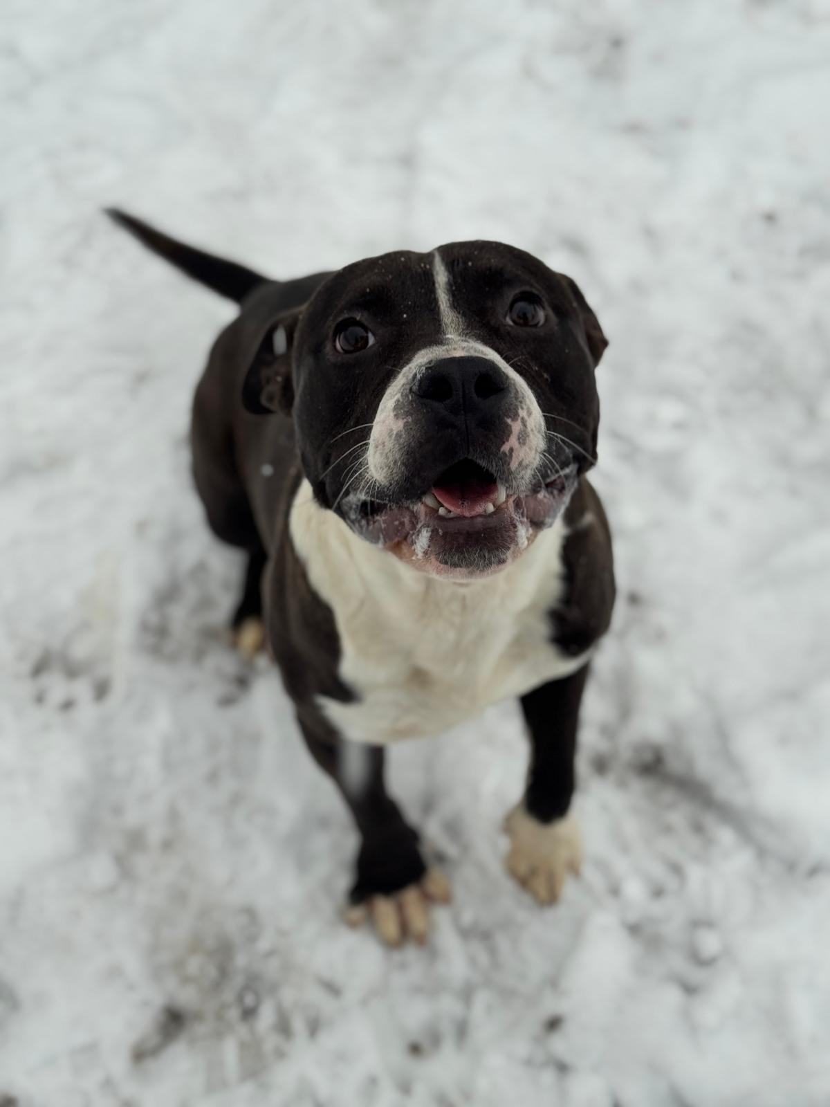 Vespa, a ADOPTABLE Mixed Breed in Benton Harbor, MI image 5/5