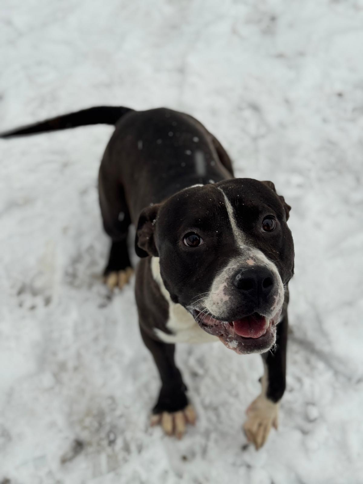 Vespa, a ADOPTABLE Mixed Breed in Benton Harbor, MI image 4/5