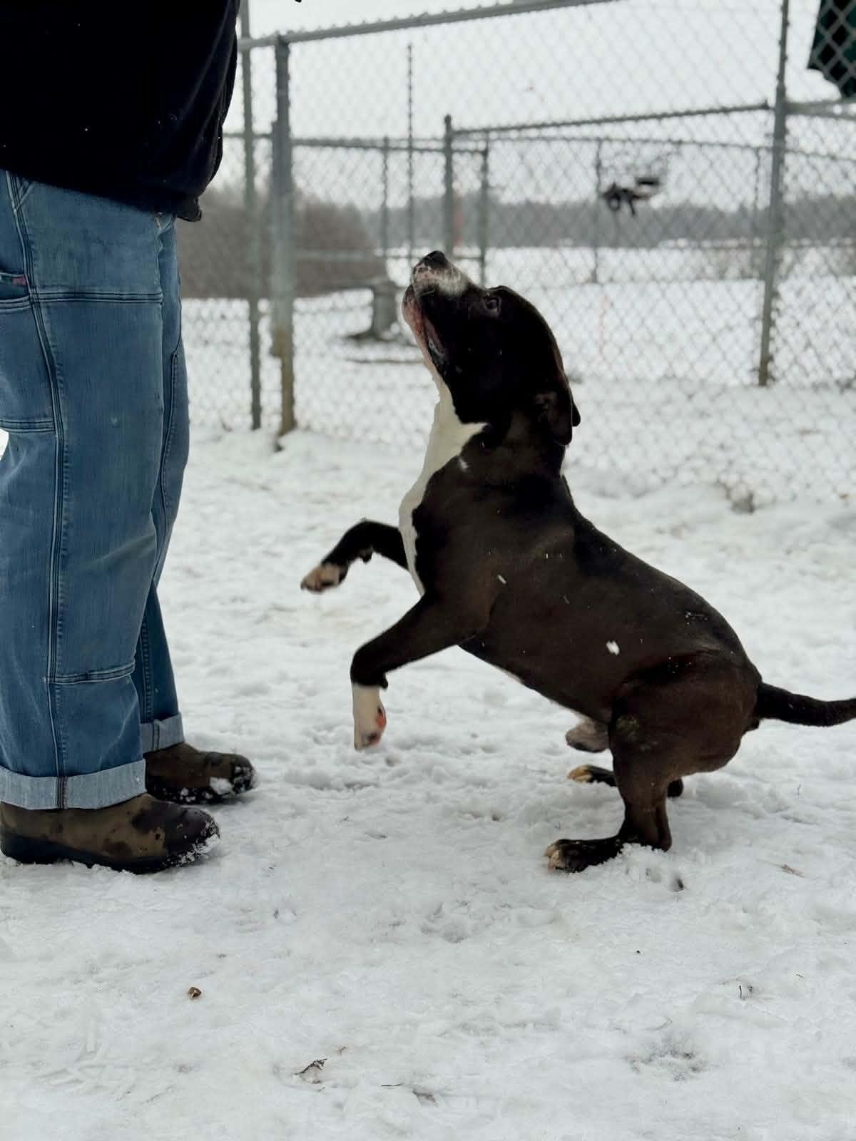 Vespa, a ADOPTABLE Mixed Breed in Benton Harbor, MI image 3/5