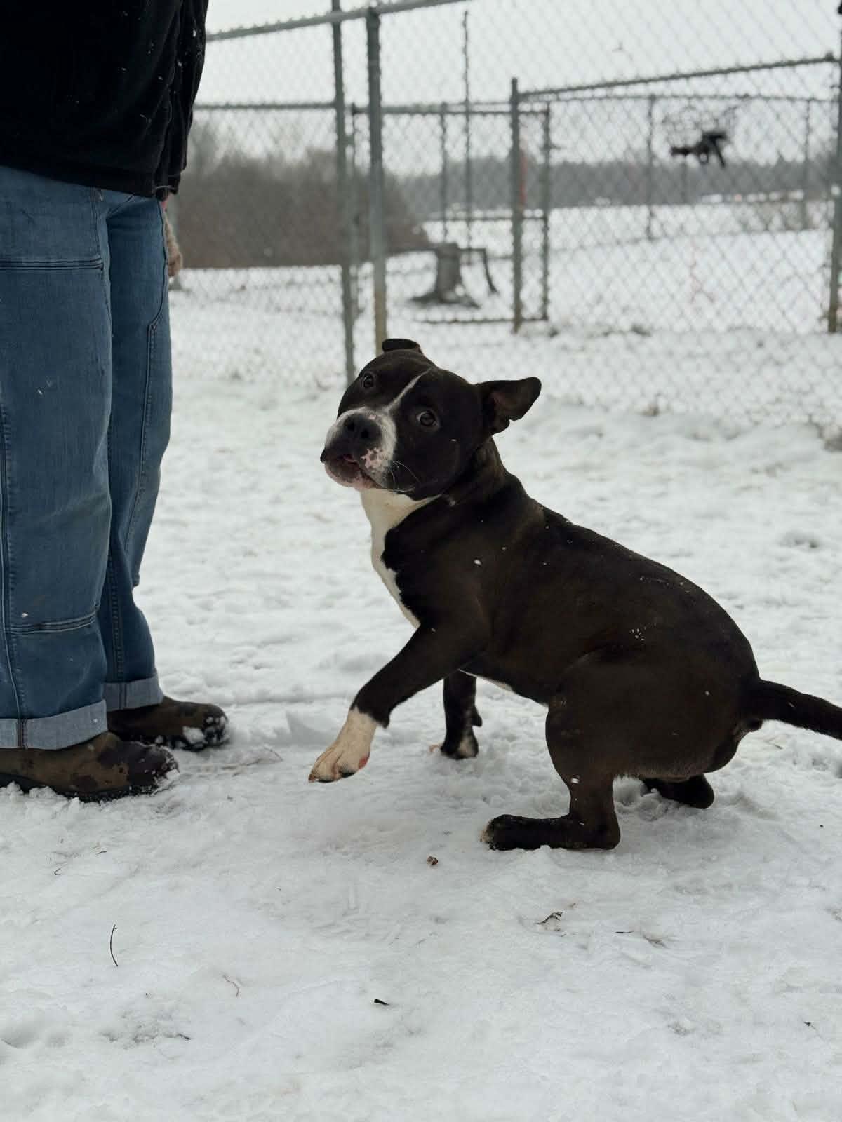 Vespa, a ADOPTABLE Mixed Breed in Benton Harbor, MI image 2/5