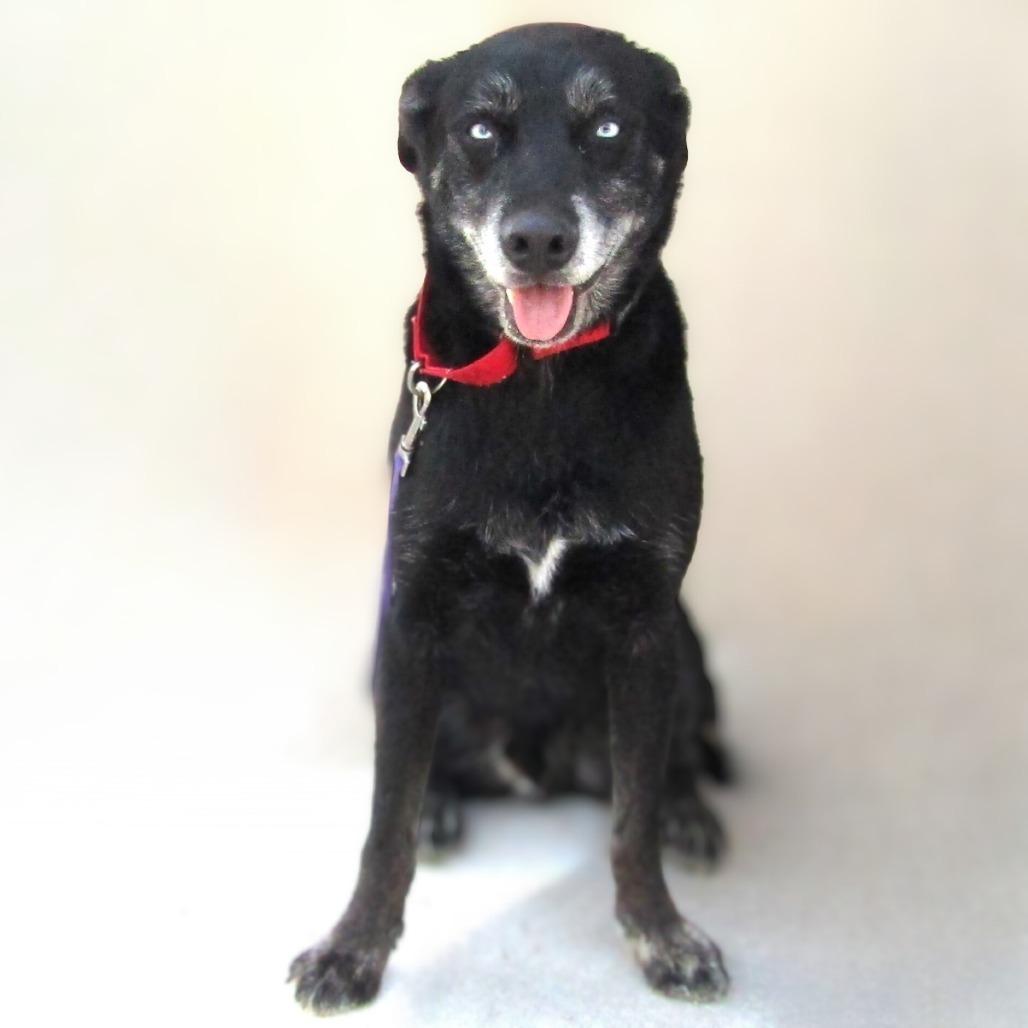 Enlarge Chopper, a Adoptable Mixed Breed in Las Cruces, NM image 1/6