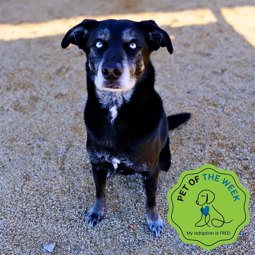 Enlarge Chopper, a Adoptable Mixed Breed in Las Cruces, NM image 2/6