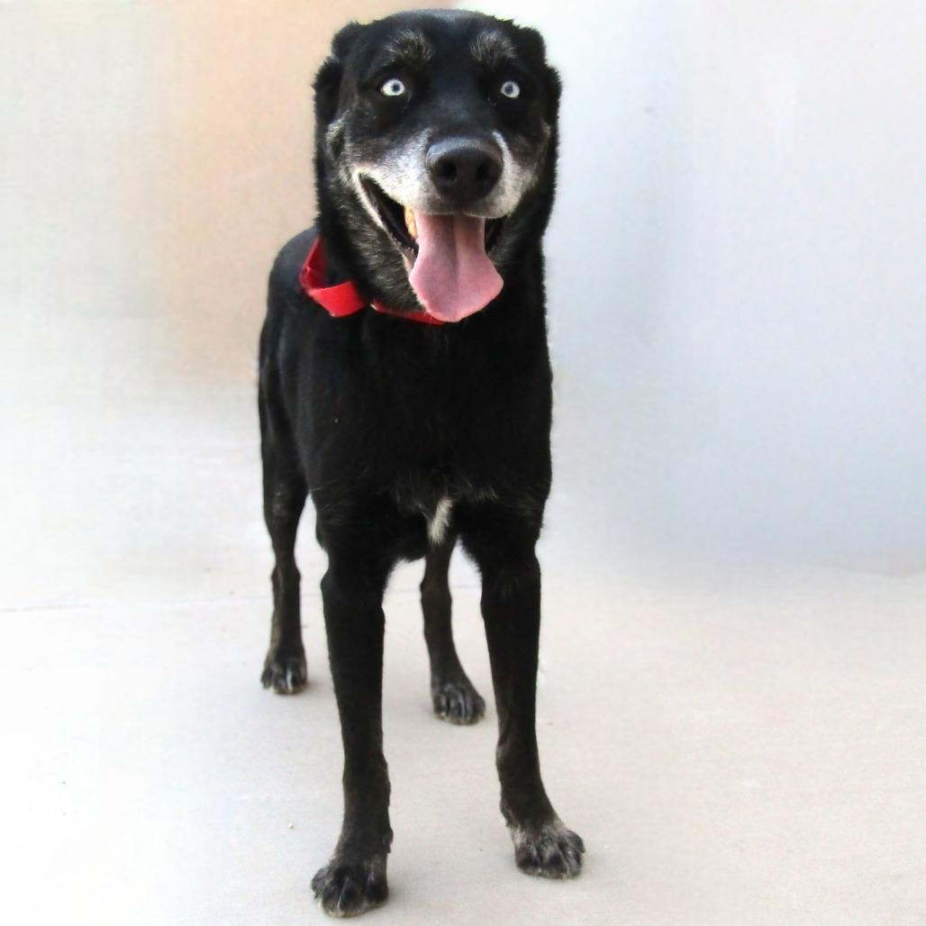 Chopper, Adoptable, Senior Male Mixed Breed.
