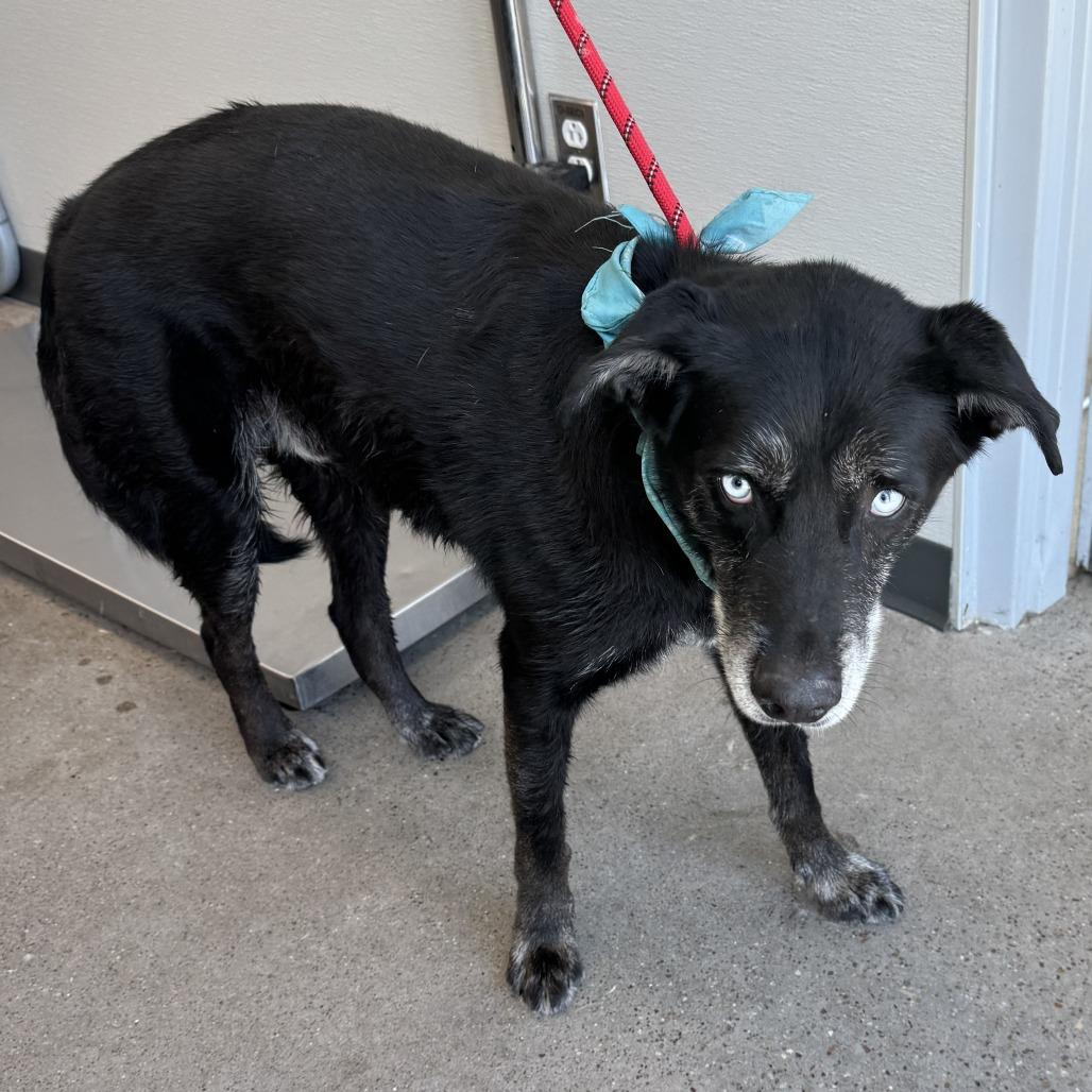 Chopper, a Adoptable Mixed Breed in Las Cruces, NM image 2/6