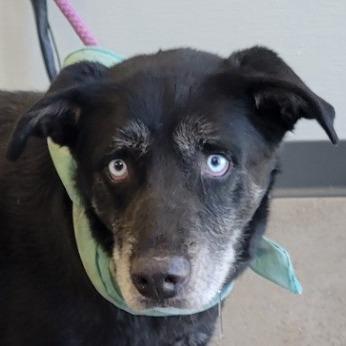 Chopper, a Adoptable Mixed Breed in Las Cruces, NM image 3/6