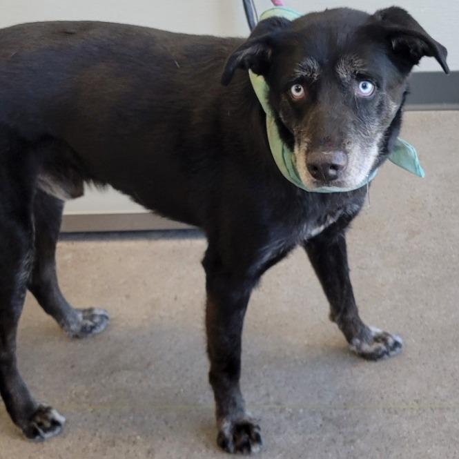 Chopper, a Adoptable Mixed Breed in Las Cruces, NM image 4/6