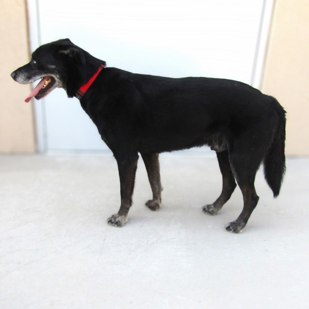 Enlarge Chopper, a Adoptable Mixed Breed in Las Cruces, NM image 6/6