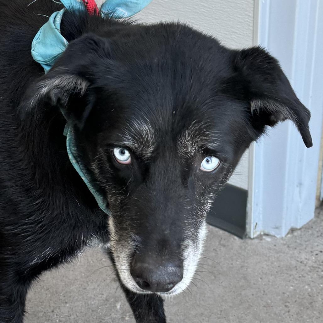 Chopper, a Adoptable Mixed Breed in Las Cruces, NM image 5/6