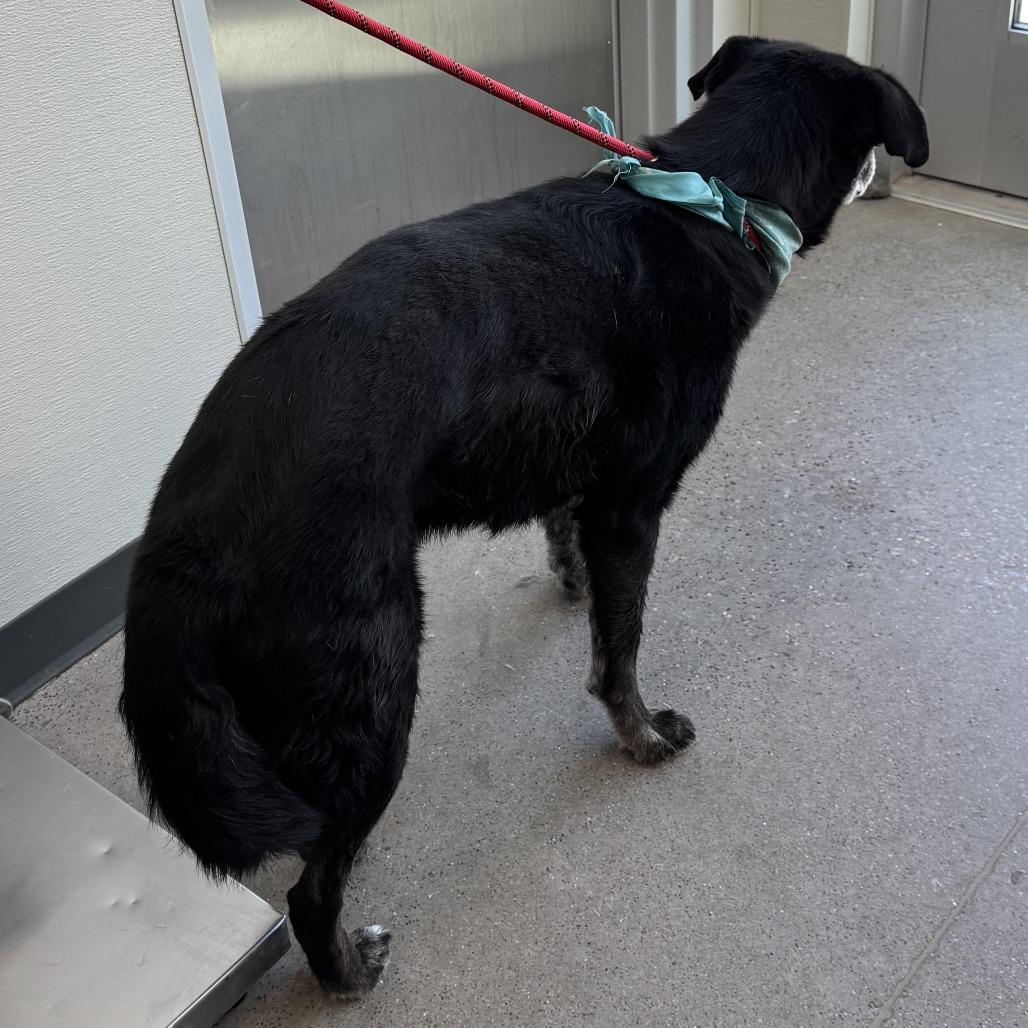 Chopper, a Adoptable Mixed Breed in Las Cruces, NM image 6/6