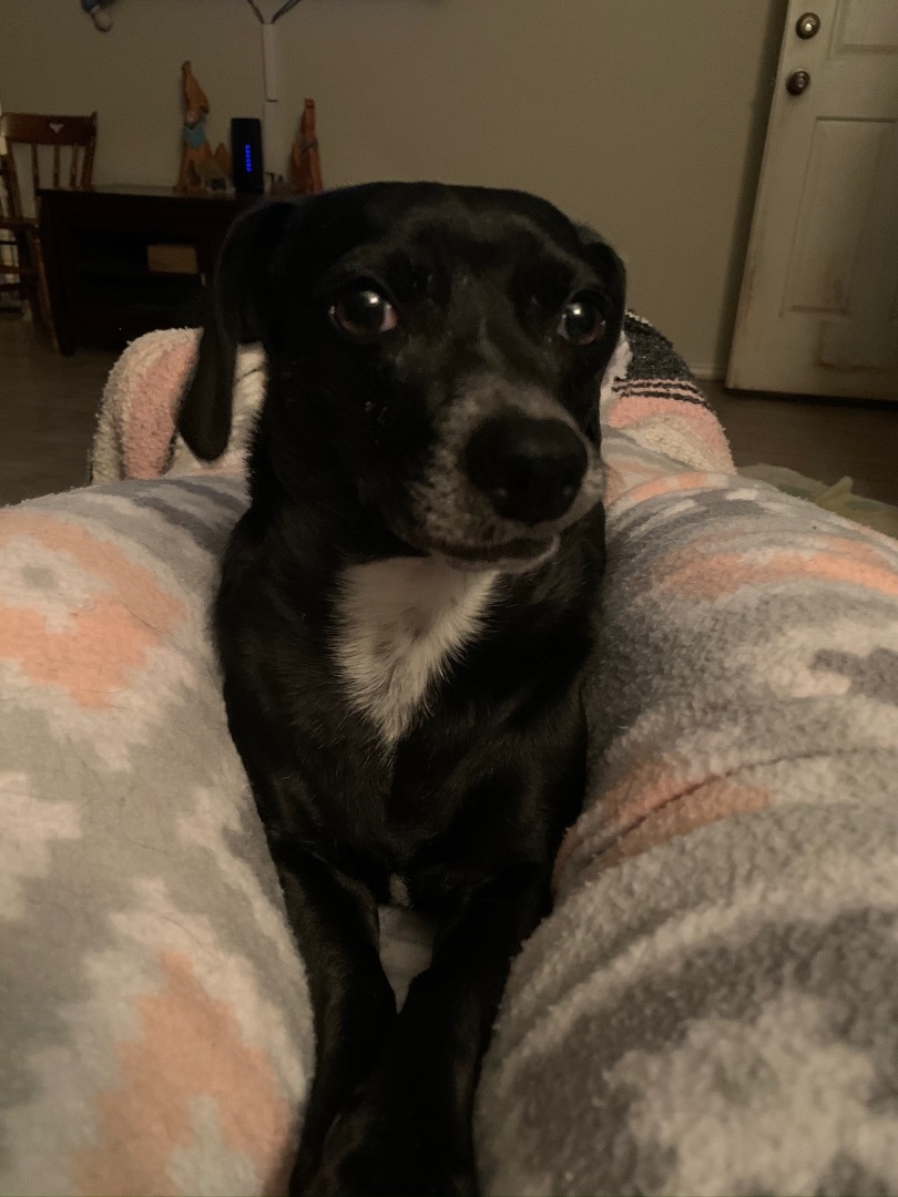 Bree, an adoptable Dachshund Mix in Snyder, TX_image-1