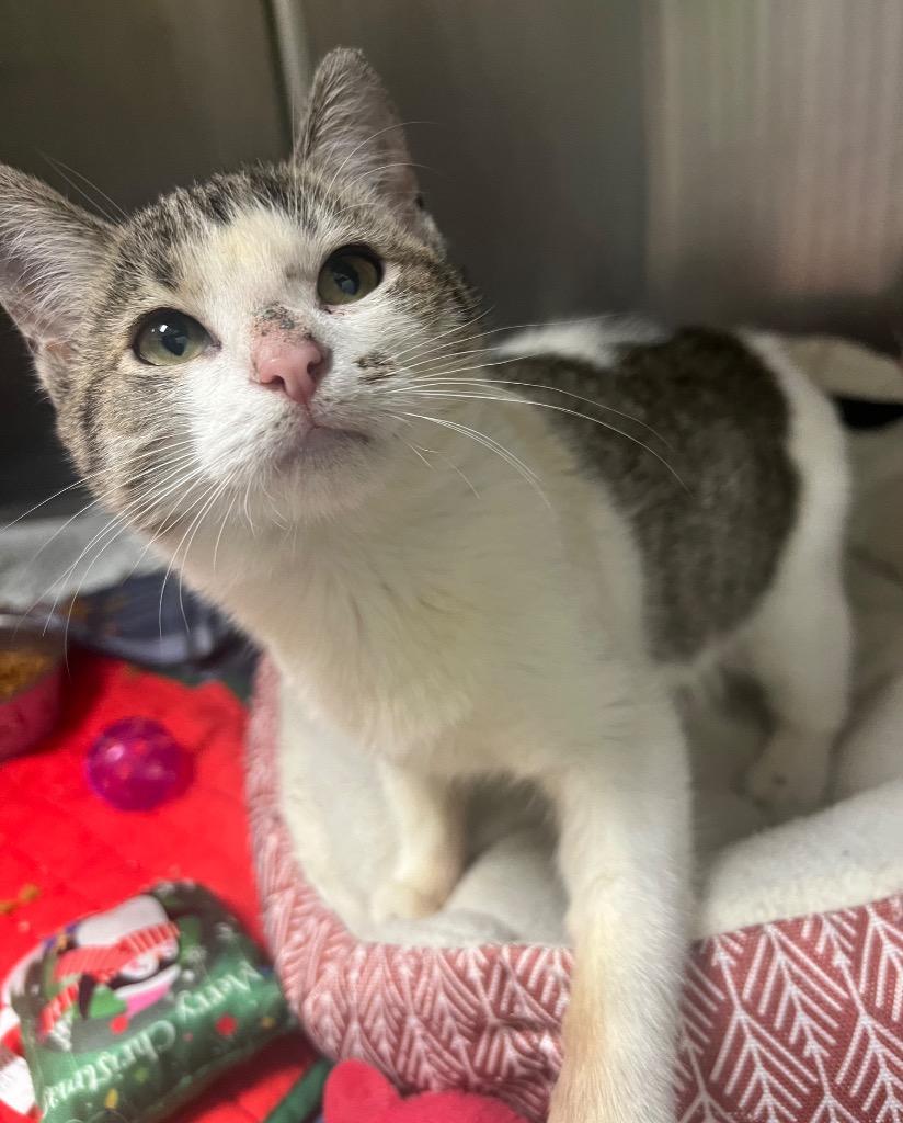 Angel Wing / AC 26965 A, Adoptable, Young Female Domestic Short Hair.