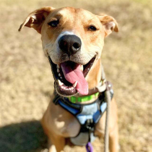 SANDY*, Adoptable, Adult Male Rhodesian Ridgeback & Mixed Breed.
