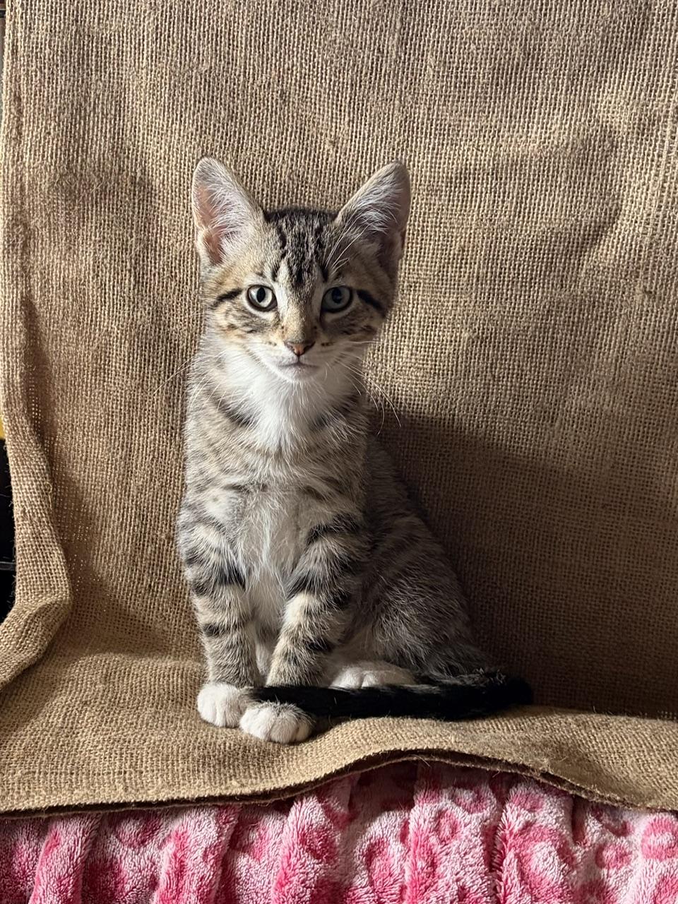 Berta, ADOPTABLE, Young Female Domestic Short Hair.