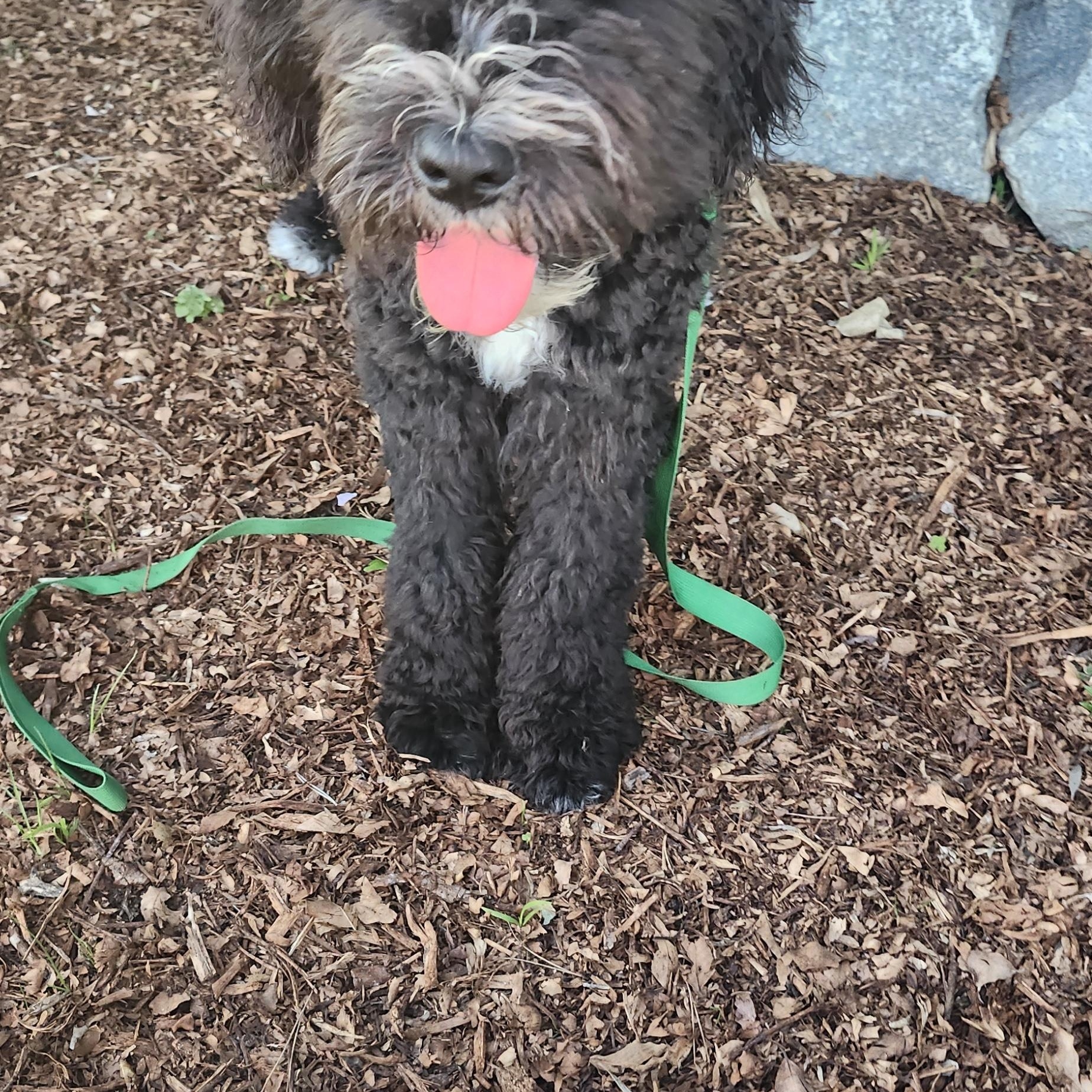 Chico, a ADOPTABLE Bernadoodle in Torrance, CA image 2/4