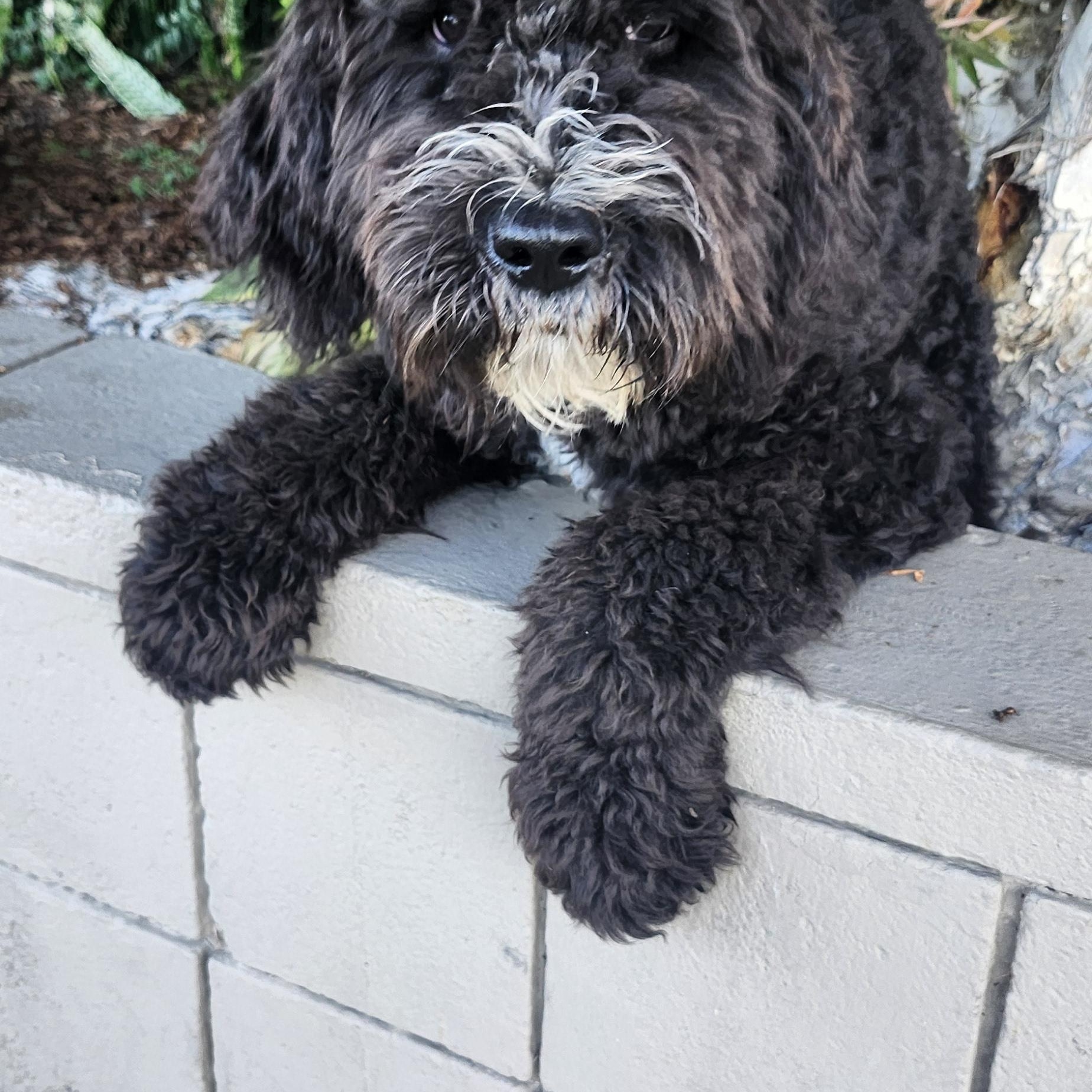 Chico, a ADOPTABLE Bernadoodle in Torrance, CA image 3/4