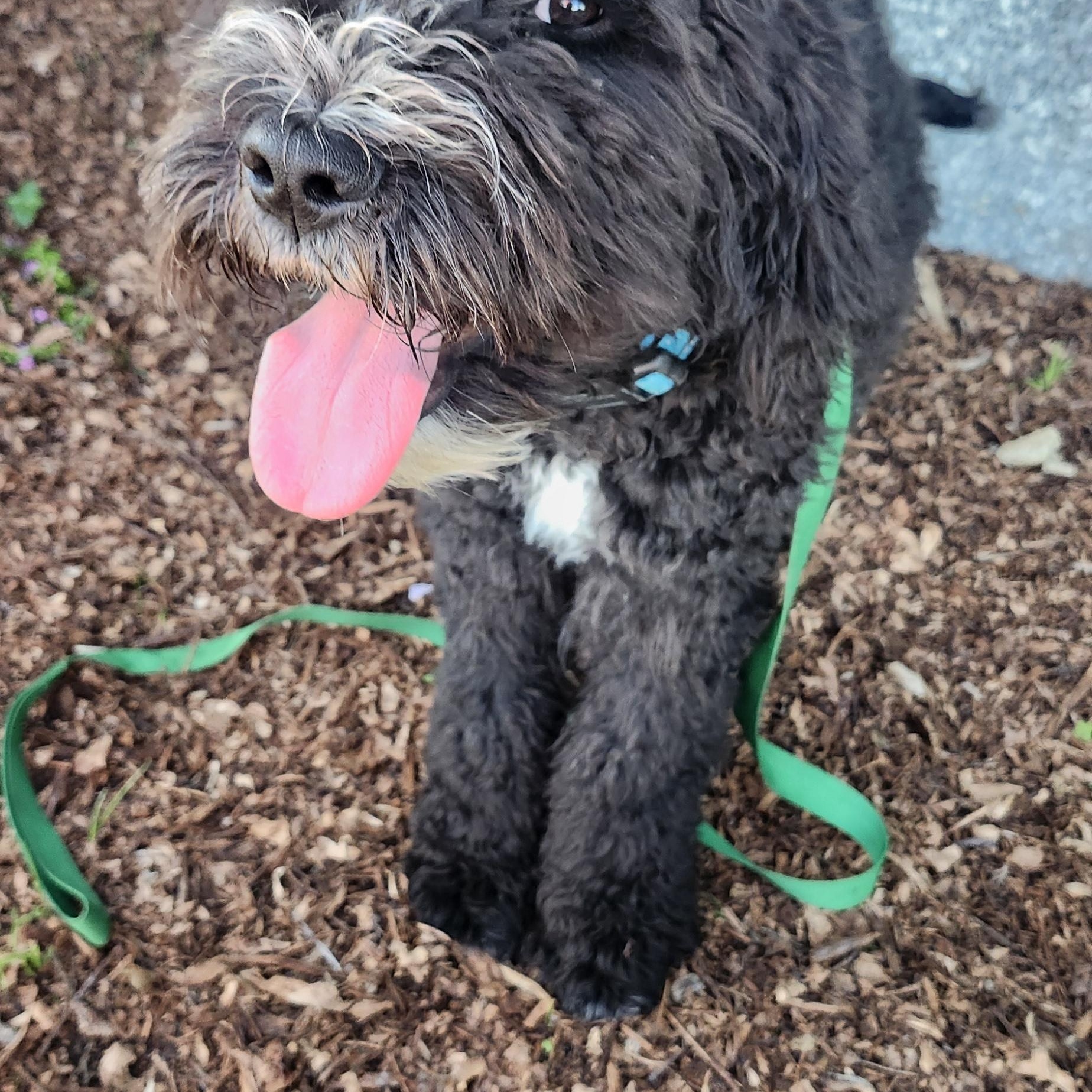 Chico, a ADOPTABLE Bernadoodle in Torrance, CA image 4/4