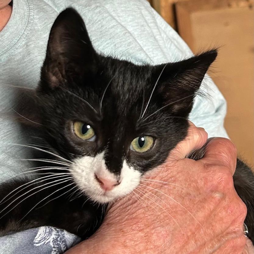 Astair, Adoptable, Young Male Domestic Short Hair.