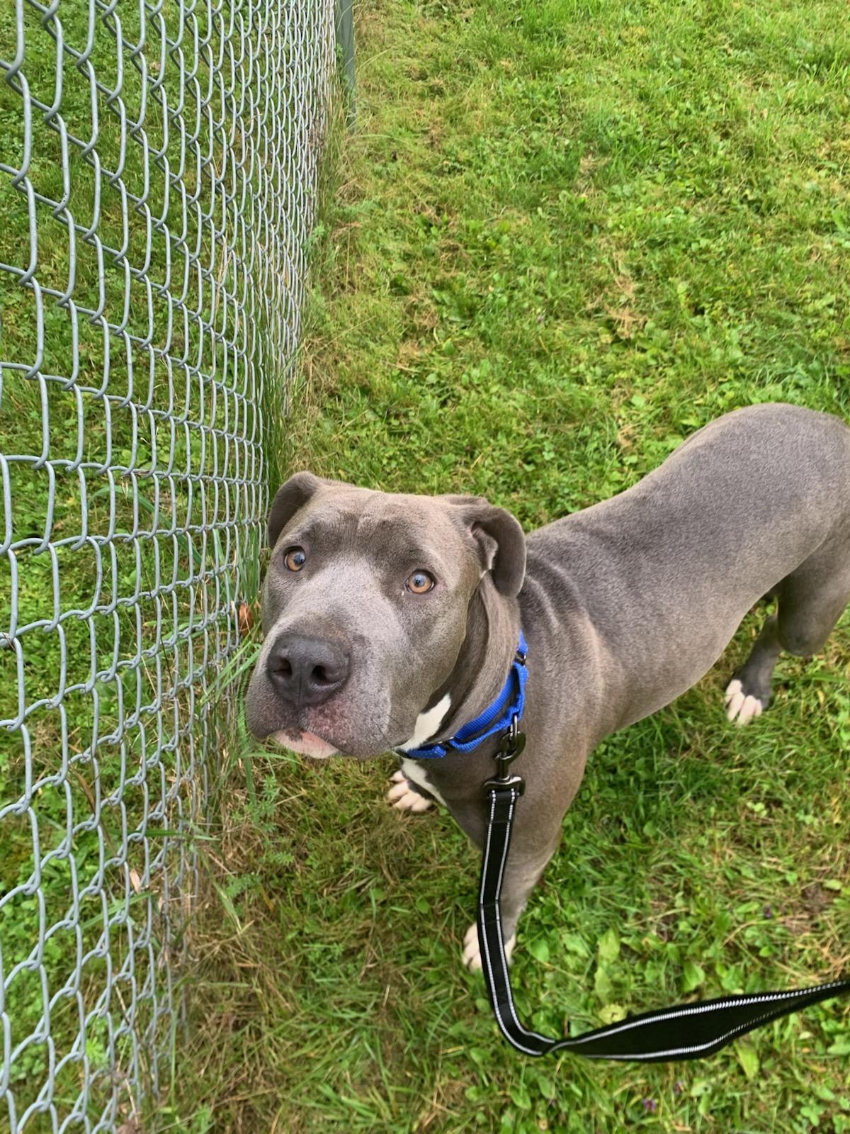 Enlarge Muffin, a Adoptable Mixed Breed in Norwich, NY image 1/1