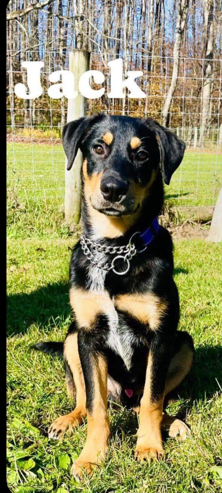 Enlarge JACK, a Adopted Doberman Pinscher in Coudersport, PA image 1/1