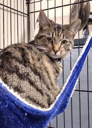 Enlarge Flutter, a Adopted Domestic Short Hair in Albemarle, NC image 1/3