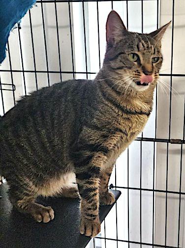 Enlarge Flutter, a Adopted Domestic Short Hair in Albemarle, NC image 2/3