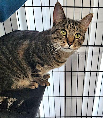 Enlarge Flutter, a Adopted Domestic Short Hair in Albemarle, NC image 3/3
