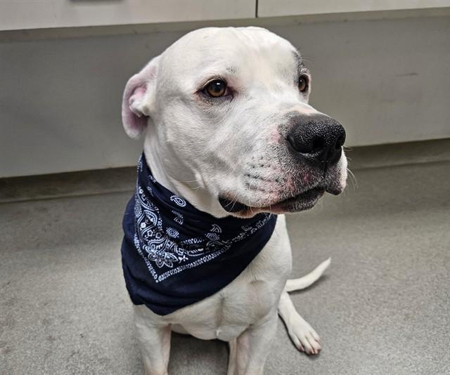 ELIO, Adoptable, Adult Male American Bulldog & Mixed Breed.