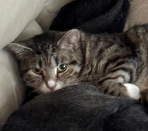 Coco Chanel, Adoptable, Adult Female Domestic Short Hair & Extra-Toes Cat / Hemingway Polydactyl.