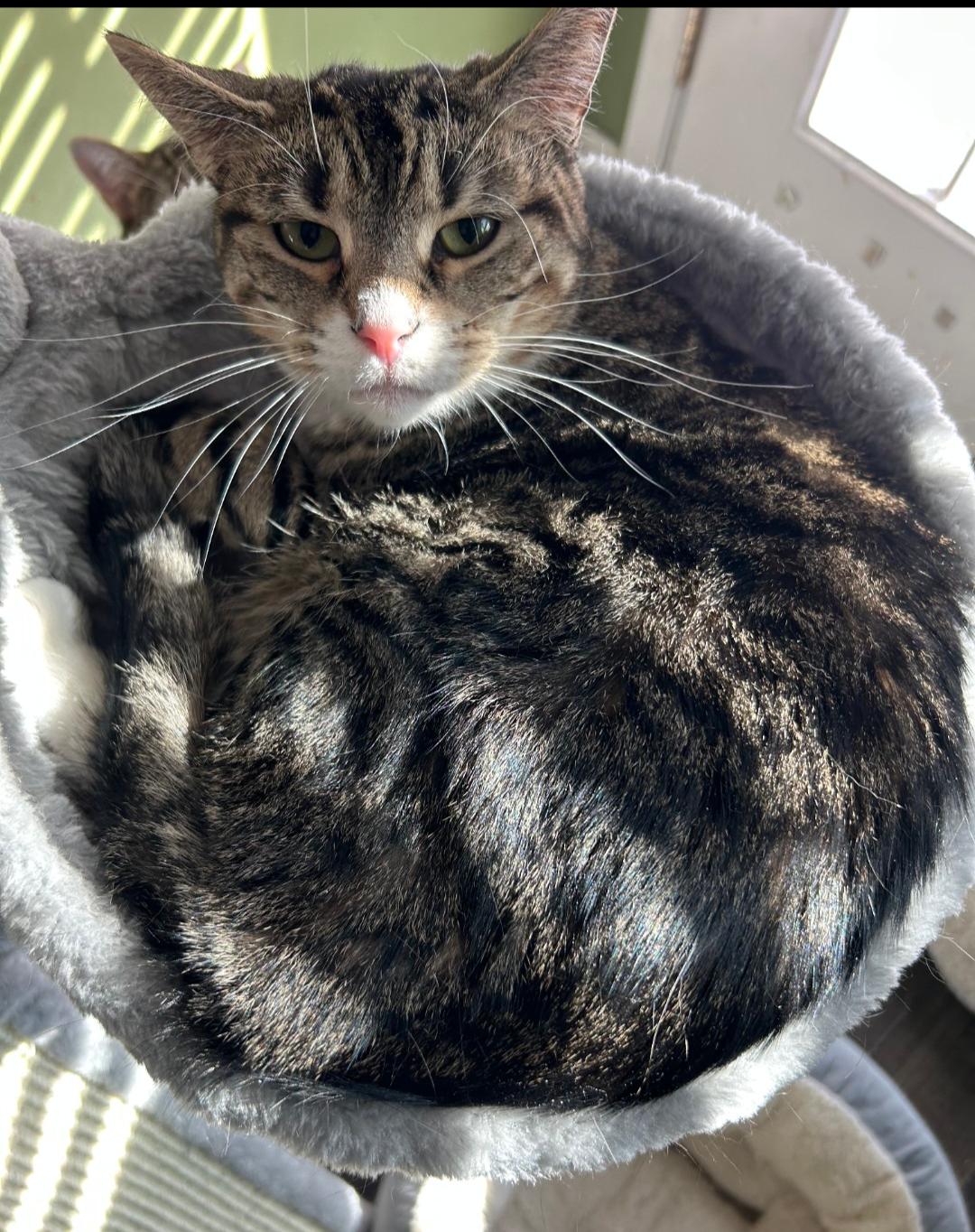 Enlarge Coco Chanel, a Adoptable mixed breed in Cincinnati, OH image 3/3