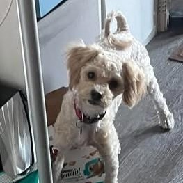 Enlarge Oakley, a Adoptable mixed breed in Calgary, AB image 5/6