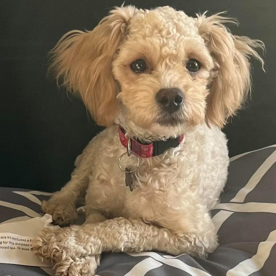 Oakley, Adoptable, Adult Female Poodle.