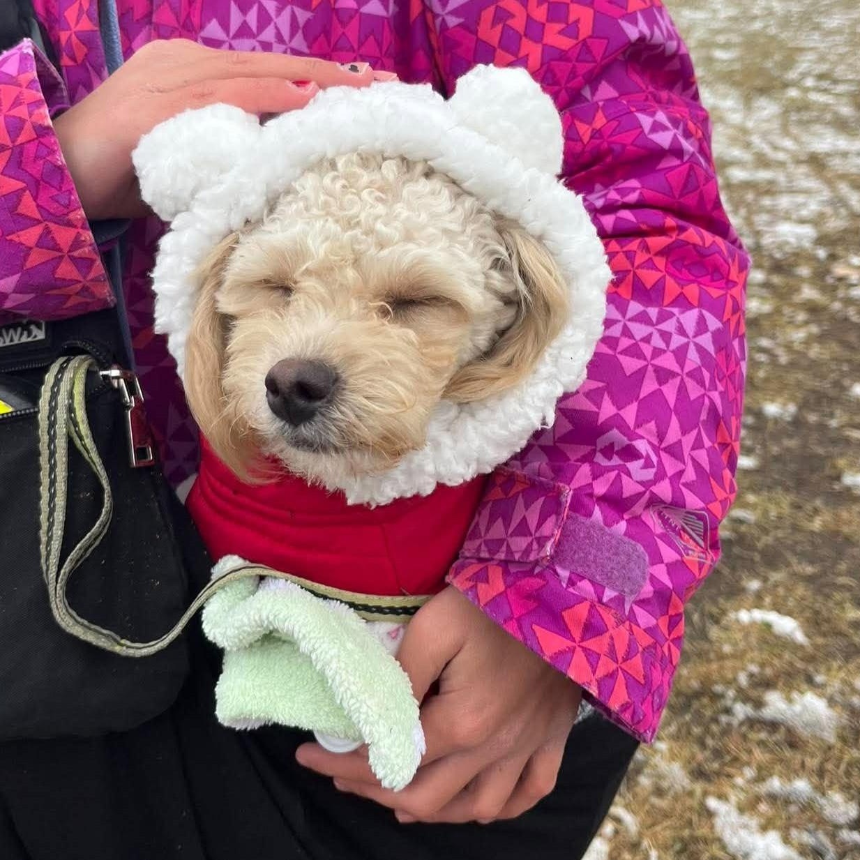 Enlarge Oakley, a Adoptable mixed breed in Calgary, AB image 2/6