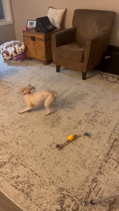 Enlarge Oakley, a Adoptable mixed breed in Calgary, AB video 6/6