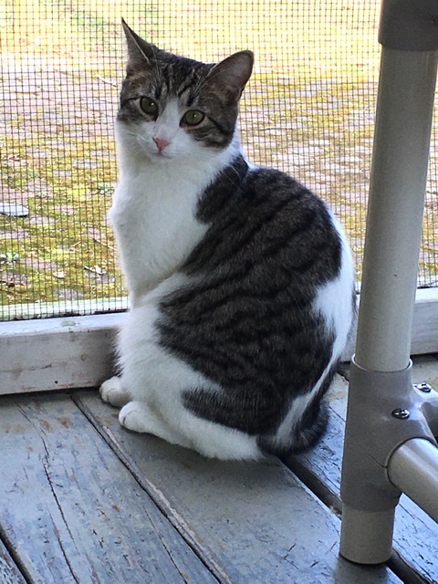 Kratos, a Adoptable Domestic Short Hair in Calverton, NY image 1/4