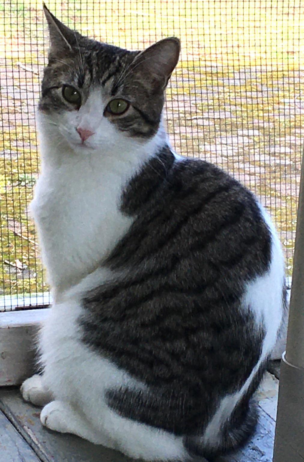 Kratos, a Adoptable Domestic Short Hair in Calverton, NY image 3/4