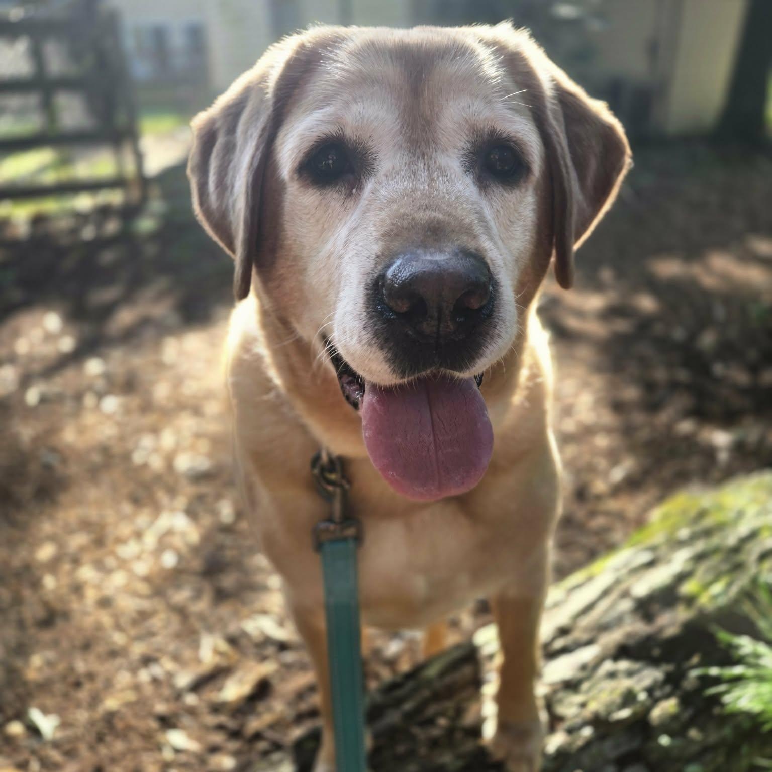 Enlarge Pepper, a Adoptable Labrador Retriever in Severn, MD image 3/5