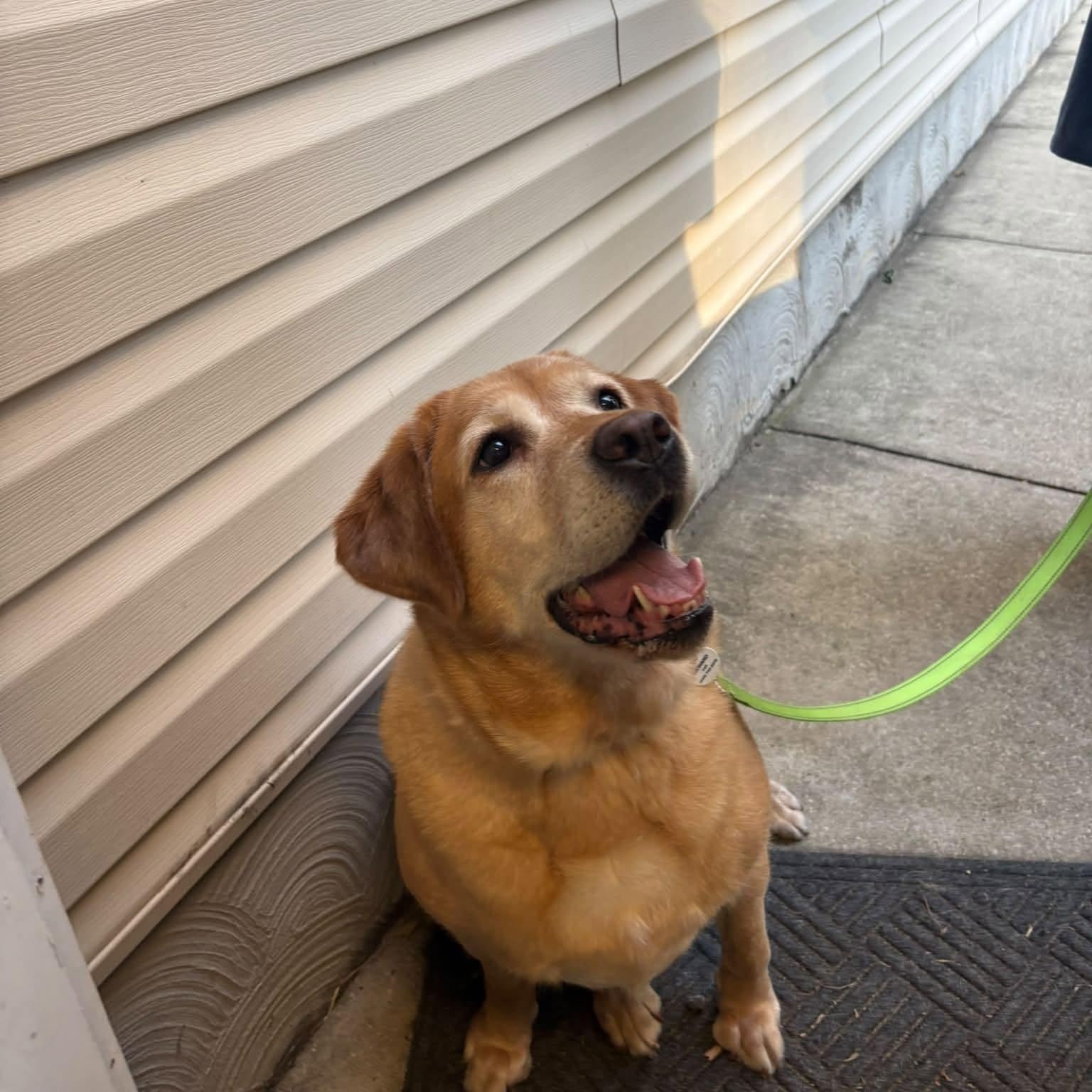 Enlarge Pepper, a Adoptable Labrador Retriever in Severn, MD image 4/4