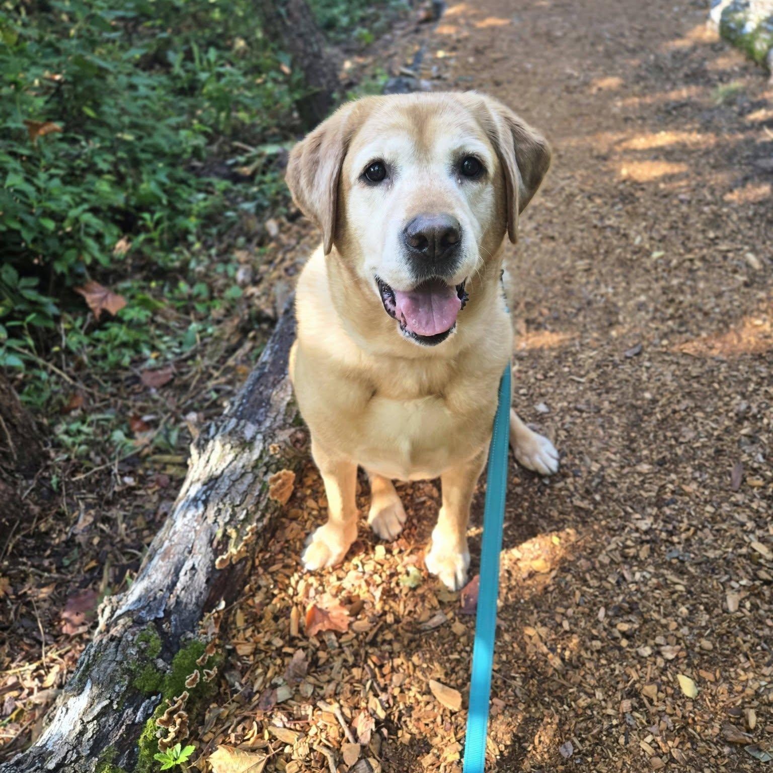 Pepper, Adoptable, Adult Female Labrador Retriever.