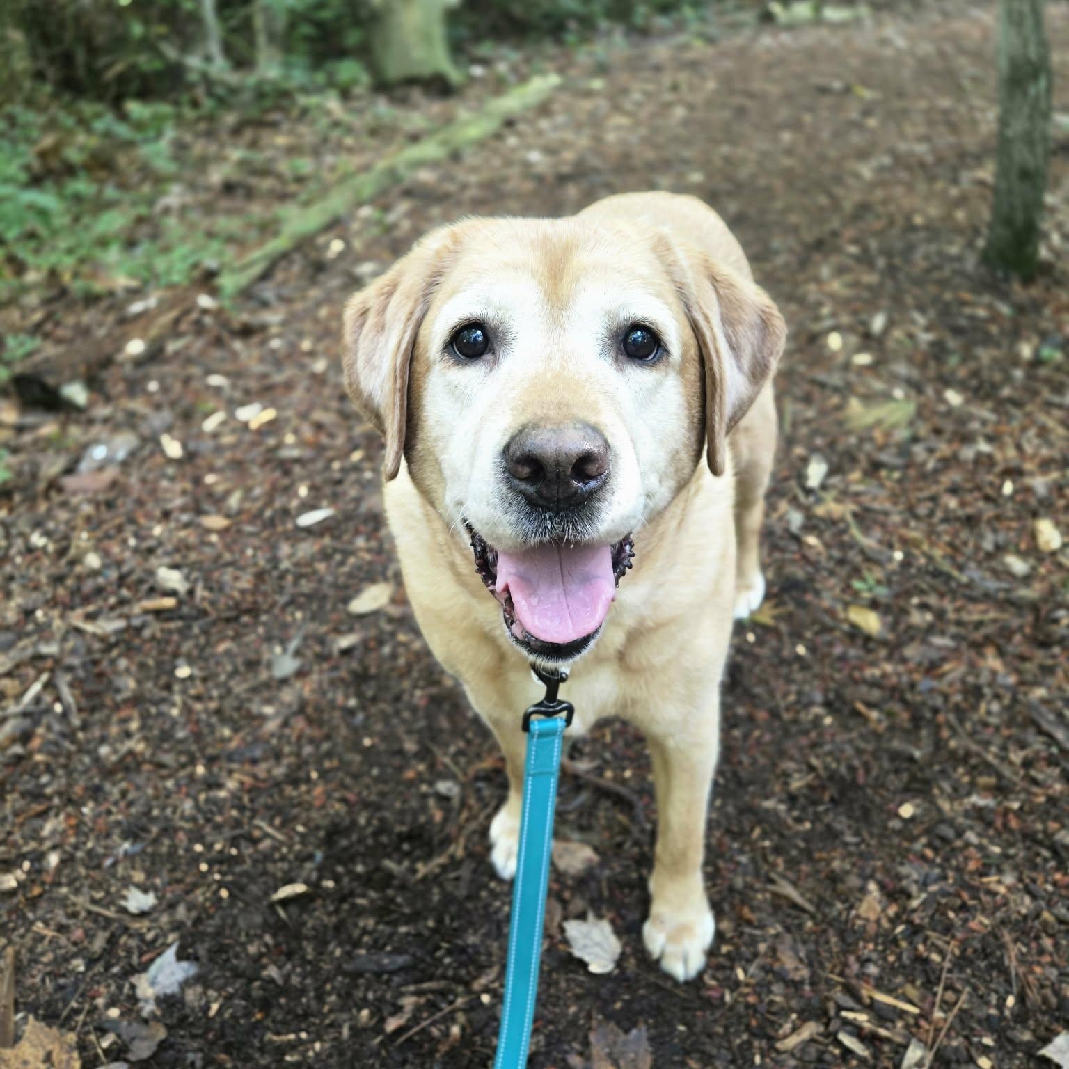 Enlarge Pepper, a Adoptable Labrador Retriever in Severn, MD image 2/5