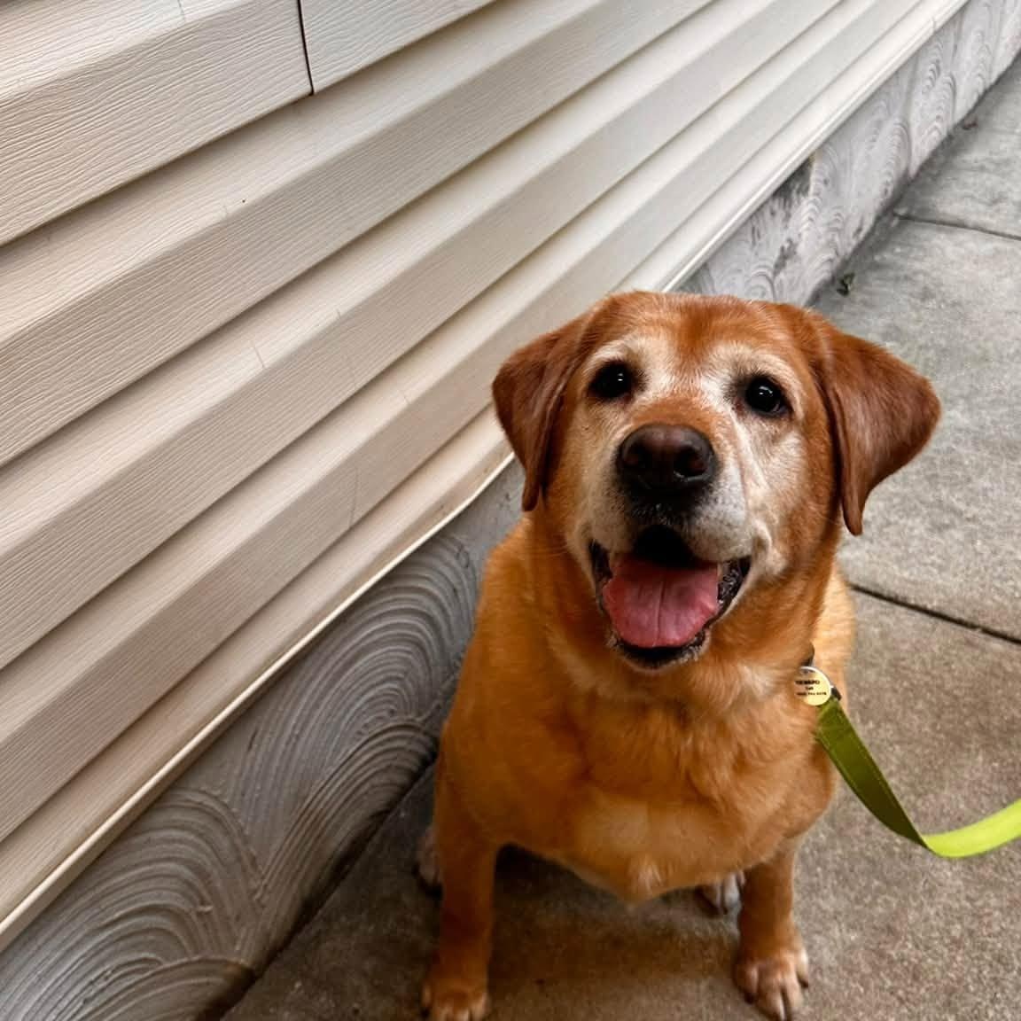 Enlarge Pepper, a Adoptable Labrador Retriever in Severn, MD image 2/4