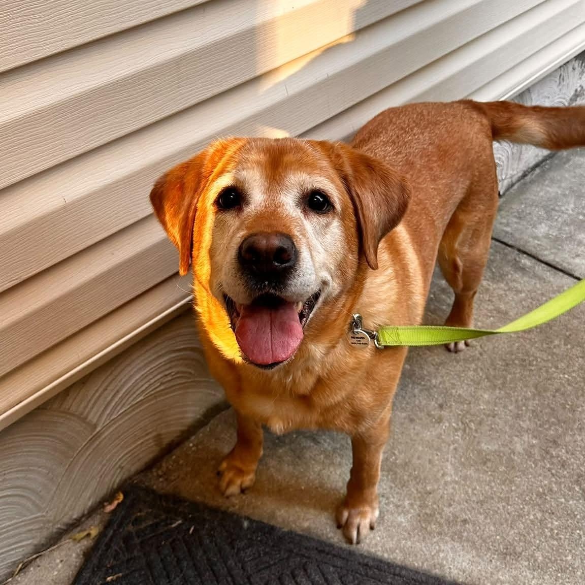 Pepper, Adoptable, Adult Female Labrador Retriever.